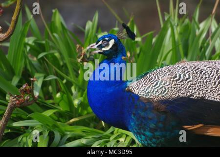 Pavo cristatus Paon () dans le jardin de Bickleigh Mill, Devon, UK. Banque D'Images