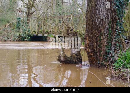 Comtesse Weir Mill Leat pendant la crue printanière. Pont piétonnier en bois plus de Mill Pond et le tronc de chêne. Exeter, Devon, UK. Banque D'Images