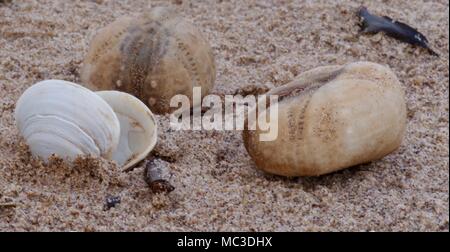 La coquille de bivalves sur la plage à Dawlish Warren, Devon, UK. Avril, 2018. Banque D'Images