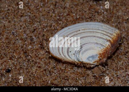 Angulus tenuis, Shell de bivalves marins, sur la plage à Dawlish Warren, dans le sud du Devon, Royaume-Uni. Avril, 2018. Banque D'Images