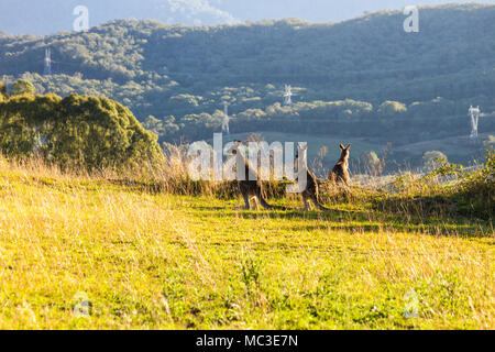 Trois kangourous debout sur le bord d'une montagne, rétroéclairé par feu le soleil aftenoon avec une autre montagne dans l'arrière-plan Banque D'Images