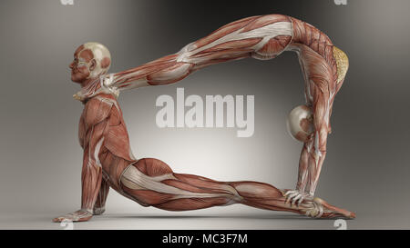 Des couples yoga pose des hommes et des femmes montrant leur anatomie musculaire. Pas de peau. Graphique 3D. Les disciplines physiques et mentales pour atteindre la libération. Banque D'Images