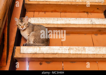 Le chat domestique dans les Himalaya, comme vu sur un voyage sur la route en direction du centre de Bhoutan, Thimphu de Bumthang Banque D'Images