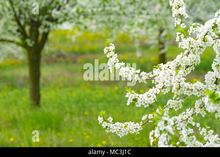 Jardin d'ornement avec de grands arbres en fleurs majestueusement sur une pelouse verte. Banque D'Images