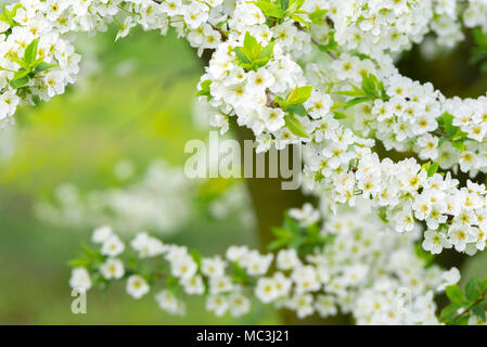 Jardin d'ornement avec de grands arbres en fleurs majestueusement sur une pelouse verte. Banque D'Images