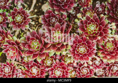 Rouge Vert plante succulente de droit Banque D'Images