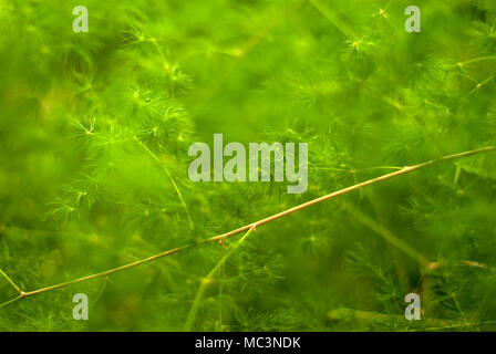 Fond vert plante floue avec de petites branches Banque D'Images
