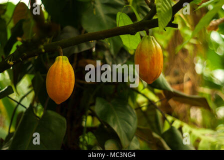 Paire de presque venu cacaoyer cacaoyer (fruits) accrocher sur une branche Banque D'Images