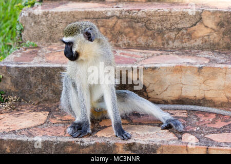 Le singe en herbe dans un complexe à Jinja, en Ouganda en 2017. Le singe (Chlorocebus pygerythrus), ou tout simplement, vervet monkey est un Vieux Monde Banque D'Images