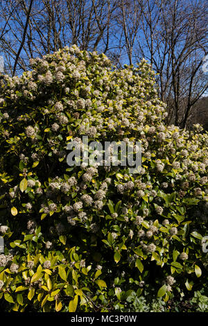 Flowring au printemps, fleurs blanches parfumées en têtes compactes ornent le hady arbuste, Caryopteris x confusa 'Kew Green' Banque D'Images