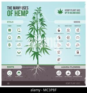 La culture du chanvre industriel, produits et utilisations, vector infographie avec des icônes Illustration de Vecteur