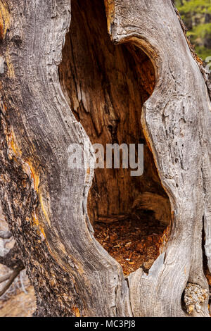 Weathered old dead tree de pins le long du sentier Double arc-en-ciel ; le centre du Colorado, USA Banque D'Images