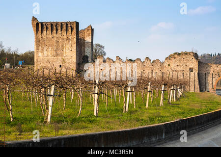 Vignobles de Borghetto sul Mincio avec pont médiéval ruines dans l'arrière-plan. Veneto, Italie. Banque D'Images