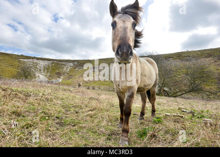 Poneys Konik sur Malling, Lewes, utilisé par Sussex Wildlife Trust pour paître dans le parc national des South Downs. Banque D'Images