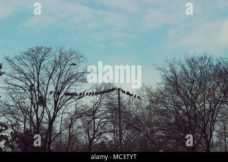 Birds on a wire - troupeau d'oiseaux assis sur un fil, entre les arbres Banque D'Images
