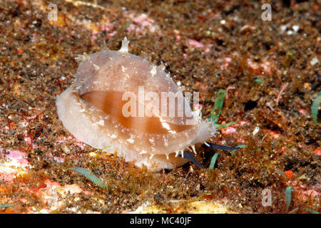 Vivre Porcelaines Shell, Lyncina carneola Cypraea carneola précédent,. La coquille, montrant le manteau, syphon et oeil. Tulamben, Bali, Indonésie. La mer de Bali, Banque D'Images