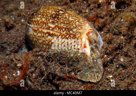 Olive sang Shell, Oliva reticulata, montrant le manteau, œil et siphon. Tulamben, Bali, Indonésie. La mer de Bali, de l'Océan Indien Banque D'Images