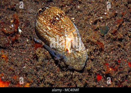 Olive sang Shell, Oliva reticulata, montrant le manteau, œil et siphon. Tulamben, Bali, Indonésie. La mer de Bali, de l'Océan Indien Banque D'Images