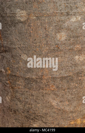 Nature bois arrière-plan. La texture de l'écorce de hêtre Banque D'Images