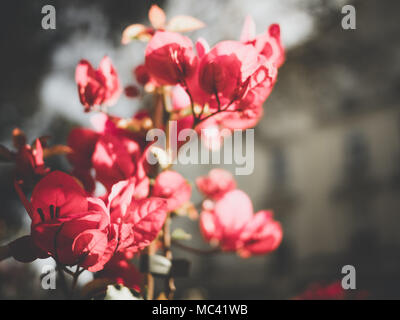 Brunch vertical de la Bouganville, Close up, l'arrière-plan flou gris Banque D'Images