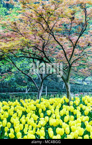 Hangzhou, Hangzhou, Chine. Apr 12, 2018. Hangzhou, Chine 12 avril 2018 : Paysage de parc Taiziwan à Hangzhou, Zhejiang Province de Chine orientale. Crédit : SIPA Asie/ZUMA/Alamy Fil Live News Banque D'Images