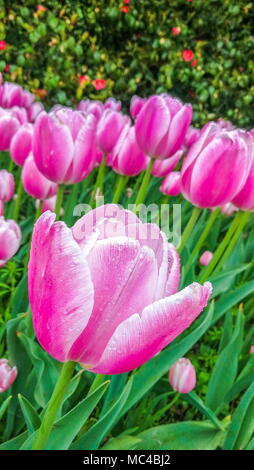 Hangzhou, Hangzhou, Chine. Apr 12, 2018. Hangzhou, Chine 12 avril 2018 : Paysage de parc Taiziwan à Hangzhou, Zhejiang Province de Chine orientale. Crédit : SIPA Asie/ZUMA/Alamy Fil Live News Banque D'Images