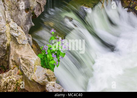 Hangzhou, Hangzhou, Chine. Apr 12, 2018. Hangzhou, Chine 12 avril 2018 : Paysage de parc Taiziwan à Hangzhou, Zhejiang Province de Chine orientale. Crédit : SIPA Asie/ZUMA/Alamy Fil Live News Banque D'Images