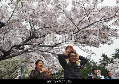 Qingdao, Chine, la province de Shandong. 13 avr, 2018. Les touristes profiter de la vue des cerisiers en fleurs à Zhongshan Park à Qingdao, province de Shandong en Chine orientale, le 13 avril 2018. Crédit : Li Ziheng/Xinhua/Alamy Live News Banque D'Images