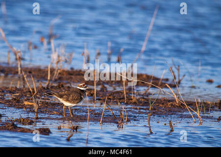 Le Pluvier kildir pataugeant dans Mingo National Wildlife Refuge. Banque D'Images