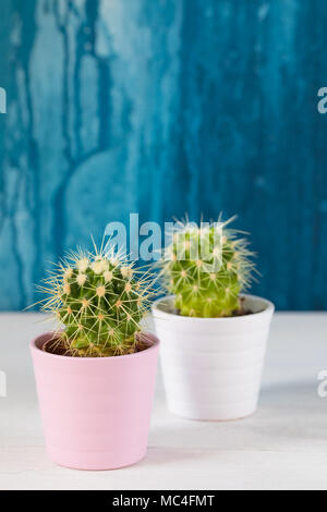 Deux cactus vert dans des pots de céramique blanche sur le fond peint bleu, teinté Banque D'Images