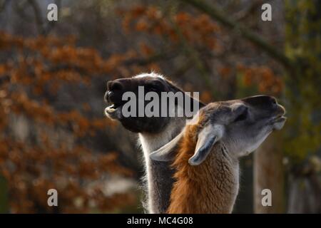 Lama glama, llama alpaca - portrait of cute llamas Banque D'Images
