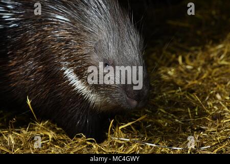 Le prickliest - Porcupine de rongeurs, bien que son nom latin signifie "porc quill". Banque D'Images