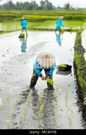 Trois femmes terrasse de riz les cultivateurs travaillant dans les rizières avec blue imperméables et les agriculteurs traditionnels chapeaux. Banque D'Images