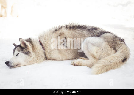 Portrait Husky Sibérien en hiver Banque D'Images