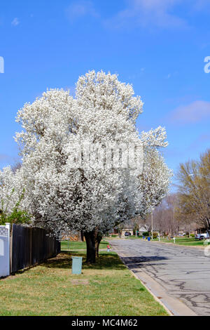 Un péar de Bradford blanc en fleurs, ou Callery Pear, Pyrus Calleryana, P. Calleryana, au printemps. Wichita, Kansas, États-Unis. Banque D'Images