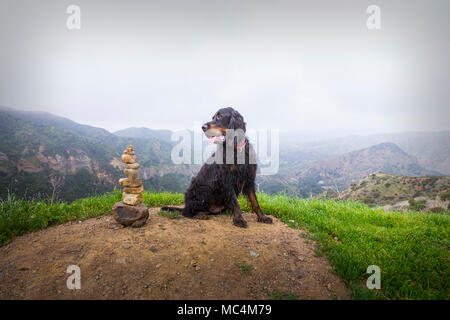 Un Setter Gordon était assis dans le haut des montagnes Santa Ana, California USA à côté de l'empilement des pierres donnant sur des collines formant un beau paysage Banque D'Images