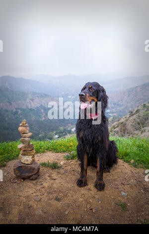 Un Setter Gordon était assis dans le haut des montagnes Santa Ana, California USA à côté de l'empilement des pierres donnant sur des collines formant un beau paysage Banque D'Images