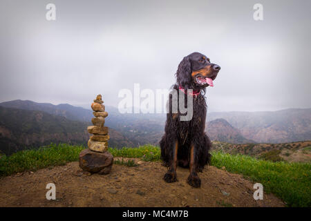 Un Setter Gordon était assis dans le haut des montagnes Santa Ana, California USA à côté de l'empilement des pierres donnant sur des collines formant un beau paysage Banque D'Images