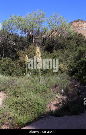 Dans theTucker la floraison du yucca planta Wildlife Sanctuary Mojeska Canyon Orange County California USA Banque D'Images