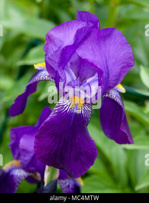 Joanna 'Tall' Iris, Skäggiris (iris germanica) Banque D'Images