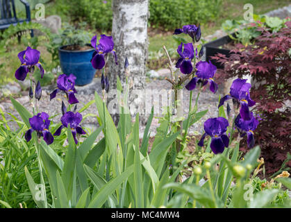 Joanna 'Tall' Iris, Skäggiris (iris germanica) Banque D'Images