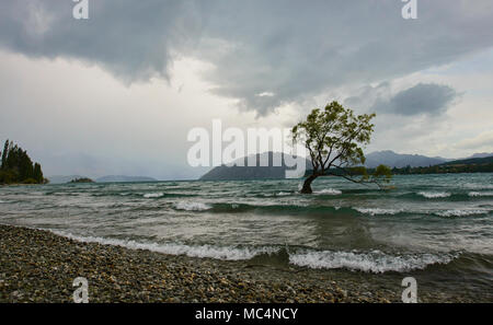Le célèbre arbre, Lac Wanaka Wanaka, Nouvelle-Zélande Banque D'Images