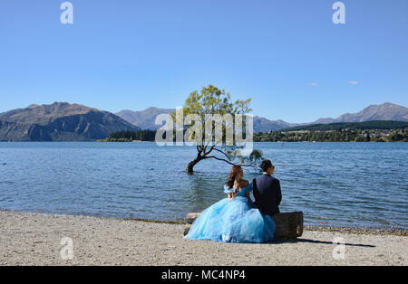 Le célèbre arbre, Lac Wanaka Wanaka, Nouvelle-Zélande Banque D'Images