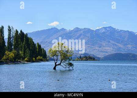 Le célèbre arbre, Lac Wanaka Wanaka, Nouvelle-Zélande Banque D'Images