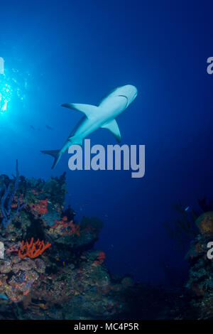 Requin de récif des Caraïbes Bahamas autour de la plage du tigre Banque D'Images