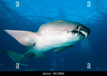 Requin nourrice autour des Bahamas à Bimini Banque D'Images