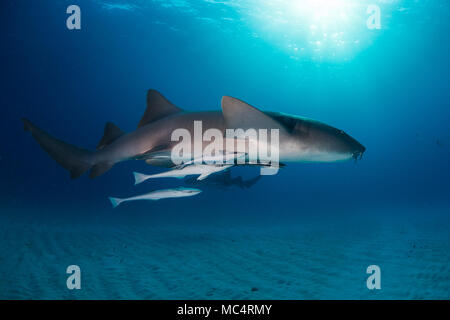 Requin nourrice autour des Bahamas à Bimini Banque D'Images