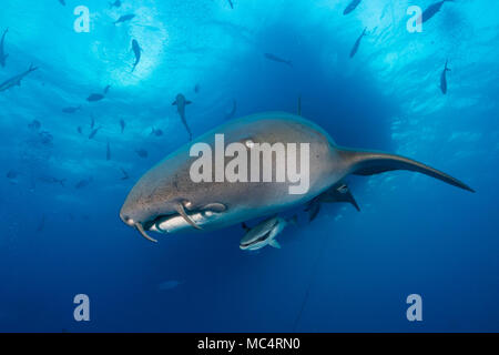 Requin nourrice autour des Bahamas à Bimini Banque D'Images