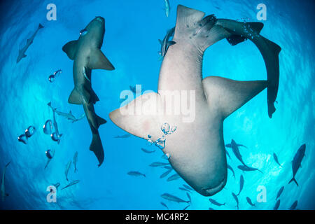 Requin nourrice autour des Bahamas à Bimini Banque D'Images