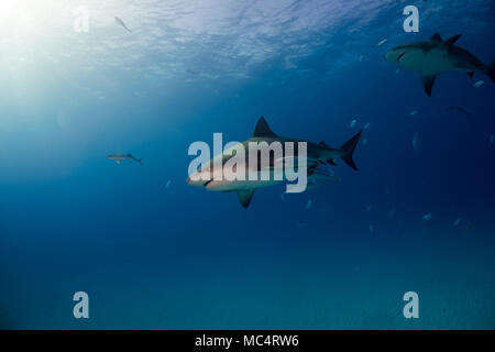 Requin taureau autour des Bahamas à Bimini Banque D'Images